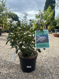 Indianerflieder / Lagerstroemia 'enduring white'