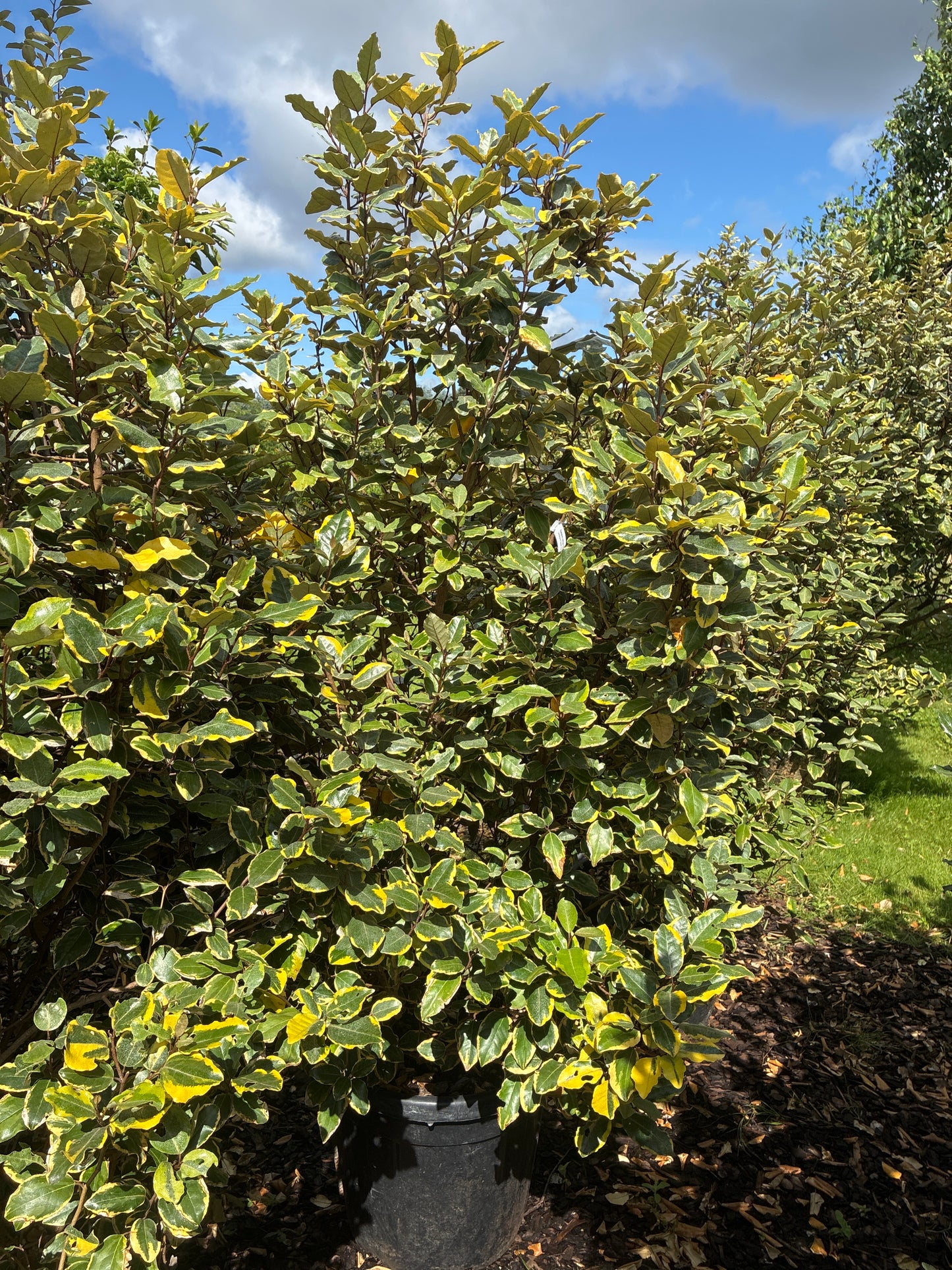 Immergrüne Ölweide 'Viveleg' / Elaeagnus x ebbingei 'Viveleg'