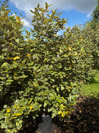 Immergrüne Ölweide 'Viveleg' / Elaeagnus x ebbingei 'Viveleg'
