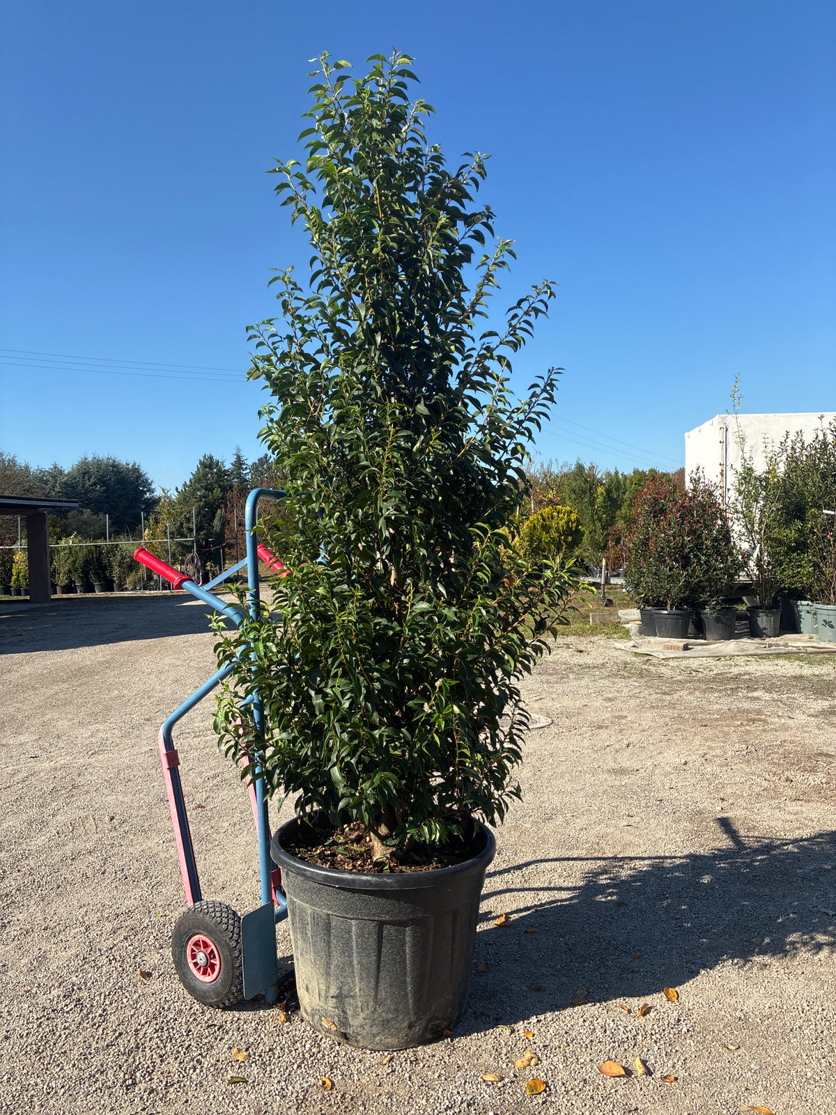 Portugiesische Lorbeerkirsche 'Angustifolia' / Prunus lusitanica 'Angustifolia'