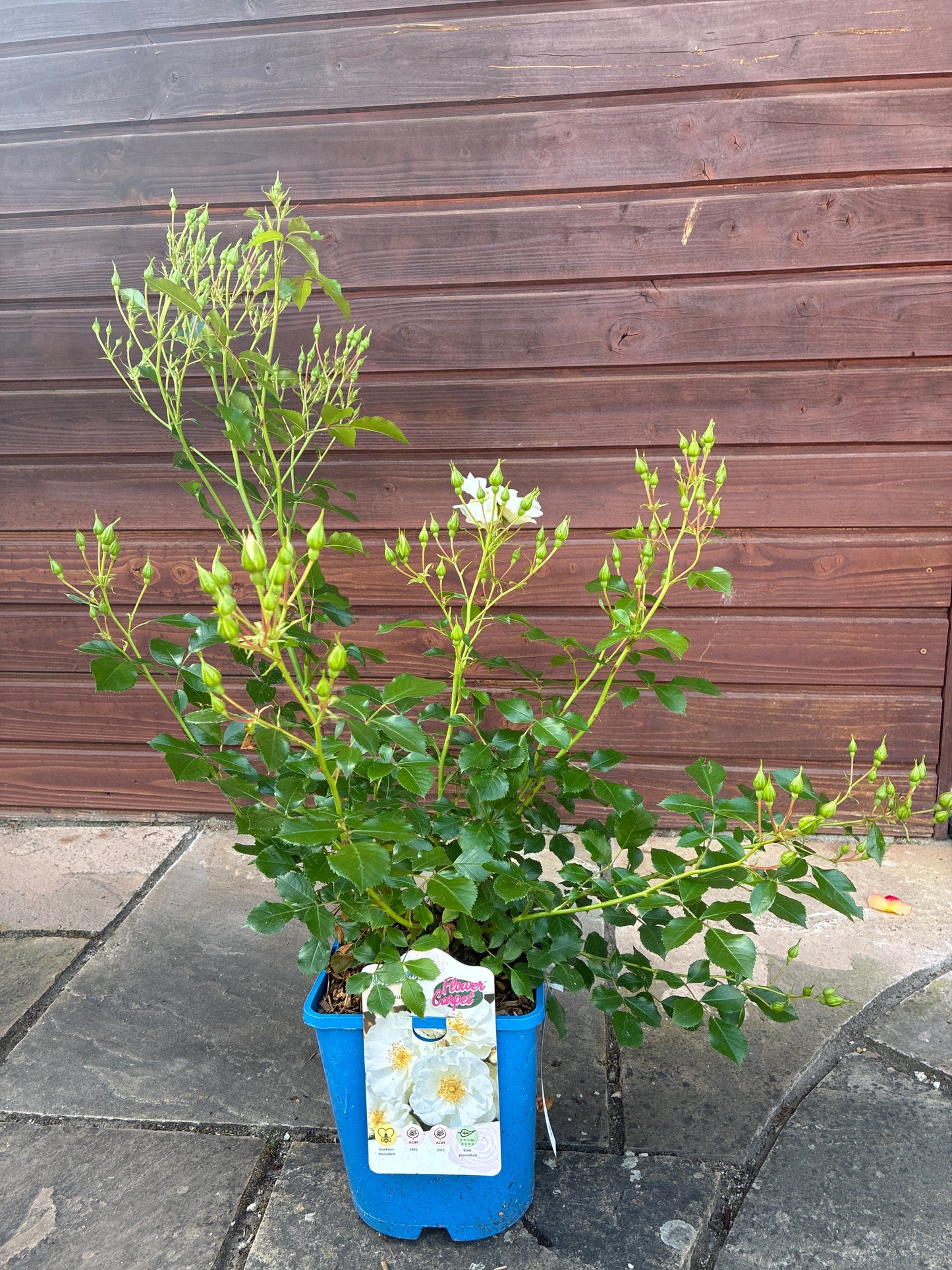 Kleinstrauchrose 'Schneeflocke'® / Rosa 'Schneeflocke'®