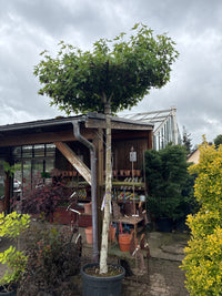 Amberbaum 'Worplesdon' / Liquidambar styraciflua 'Worplesdon'