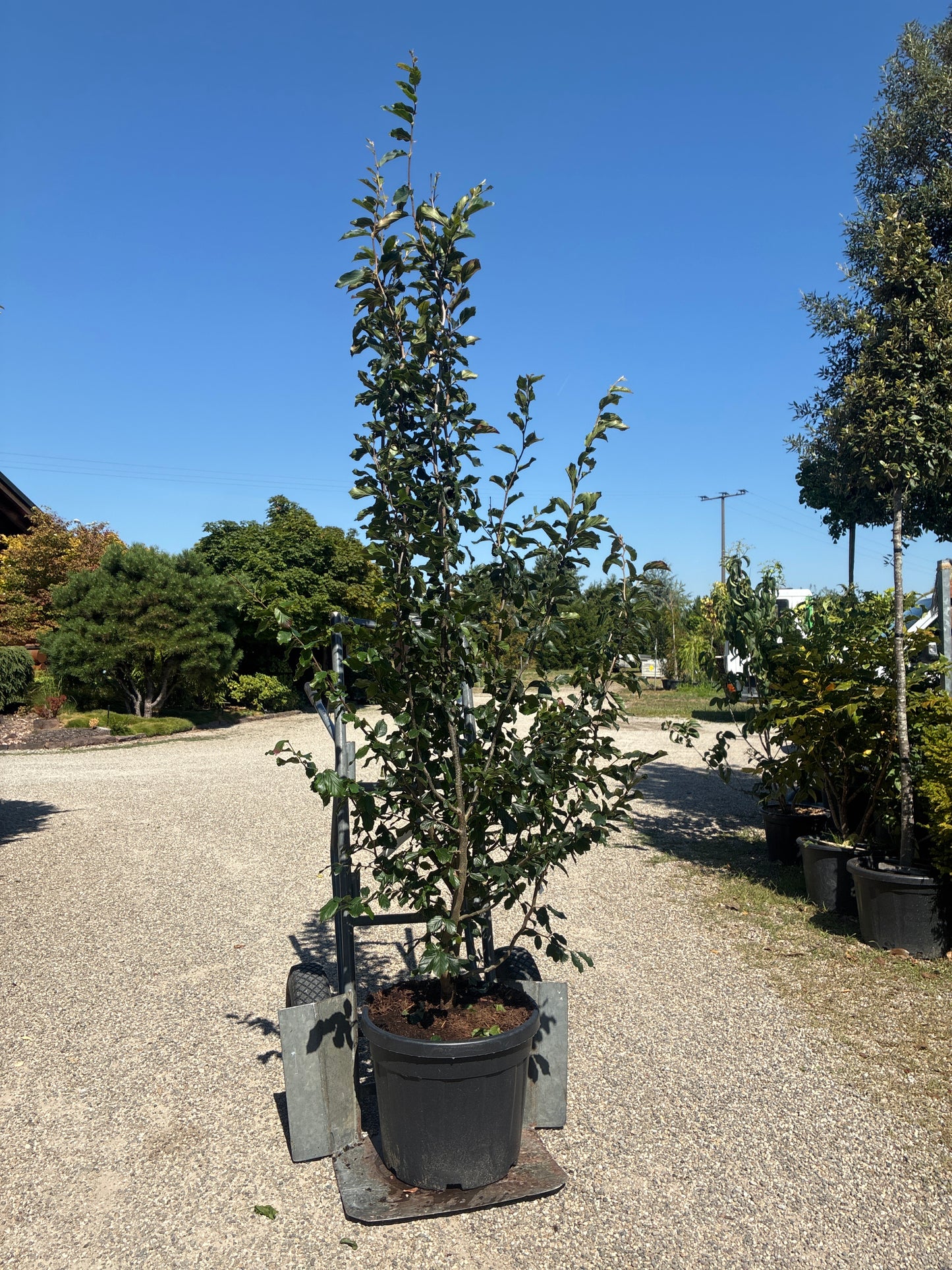 Eisenbaum 'Vanessa' / Parrotia persica 'Vanessa'