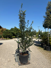 Eisenbaum 'Vanessa' / Parrotia persica 'Vanessa'