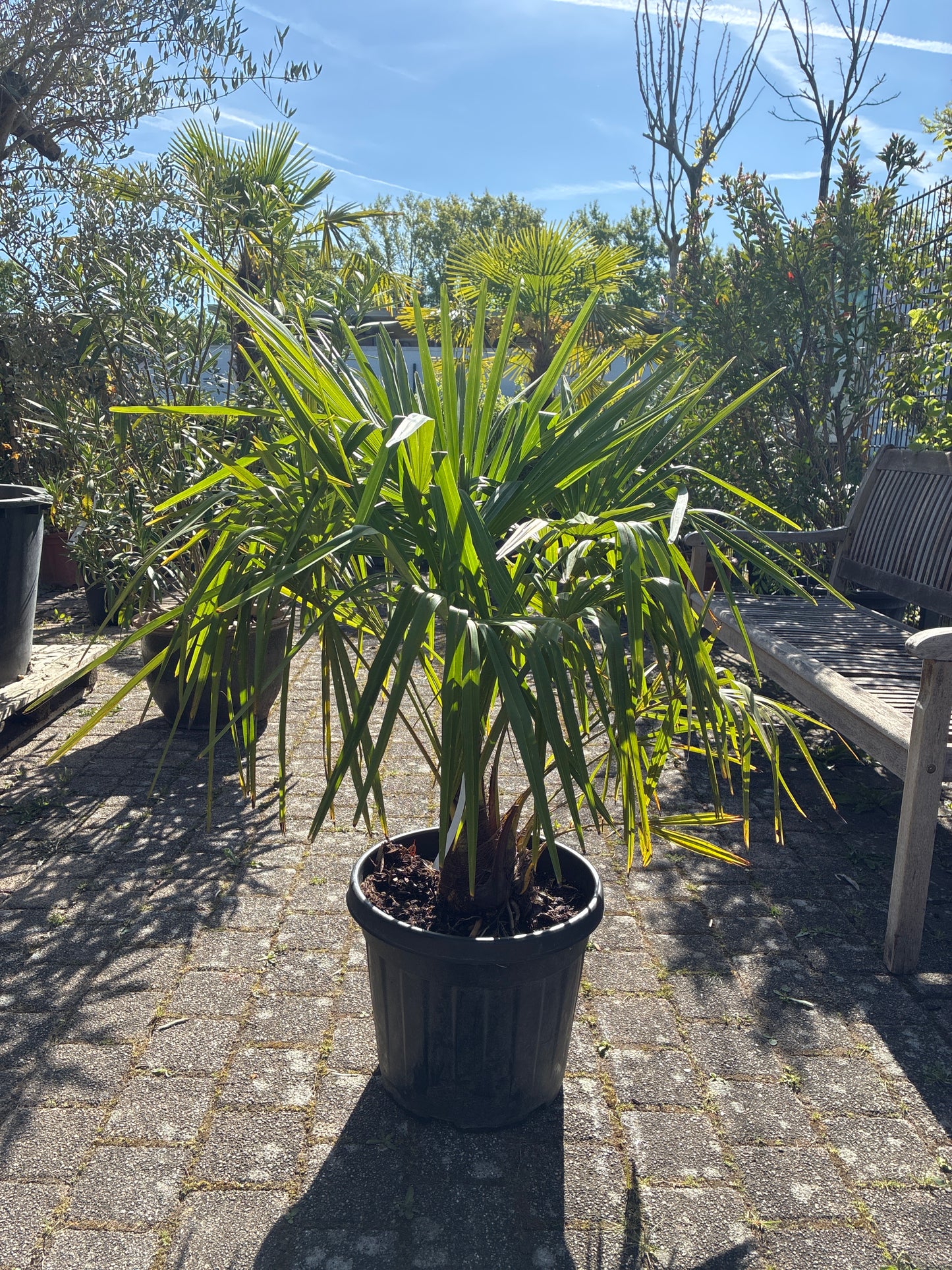 Hanfpalme / Trachycarpus fortunei