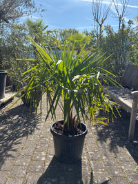 Hanfpalme / Trachycarpus fortunei