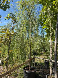 Babylonische Weide / Salix babylonica