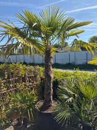 Hanfpalme / Trachycarpus fortunei