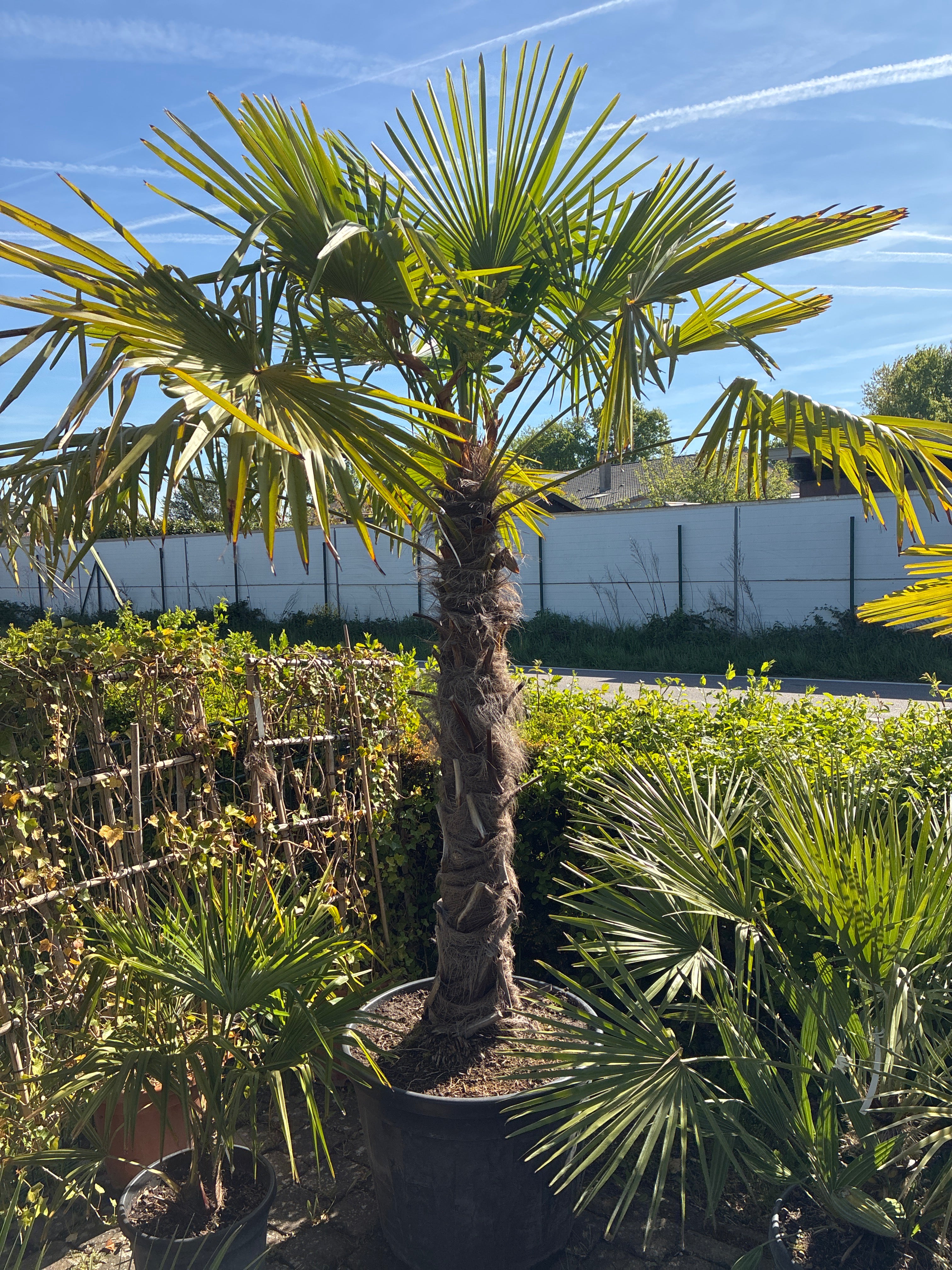 Hanfpalme / Trachycarpus fortunei