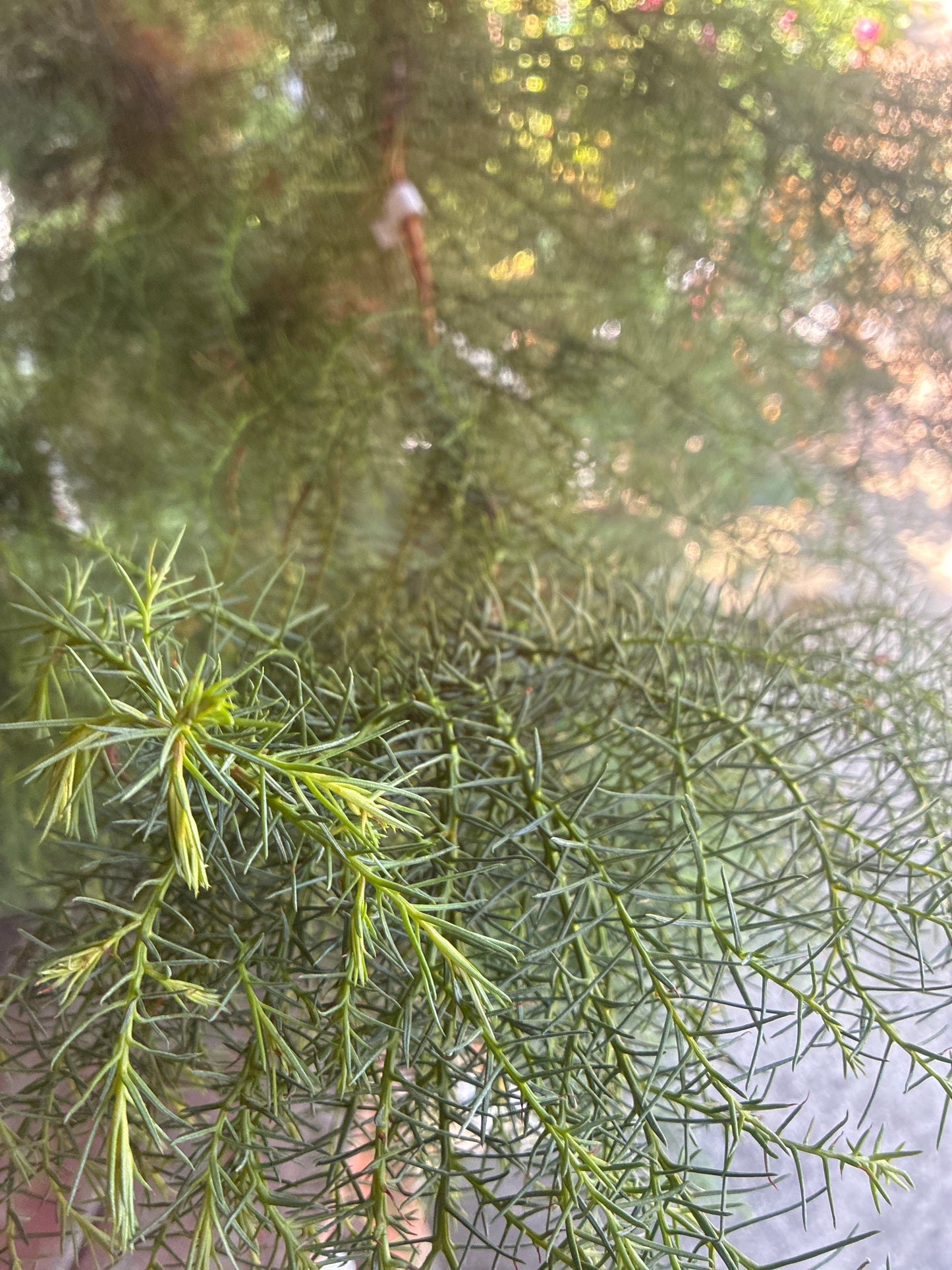 Japanische Sicheltanne 'Elegans' / Cryptomeria japonica 'Elegans'