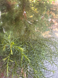 Japanische Sicheltanne 'Elegans' / Cryptomeria japonica 'Elegans'