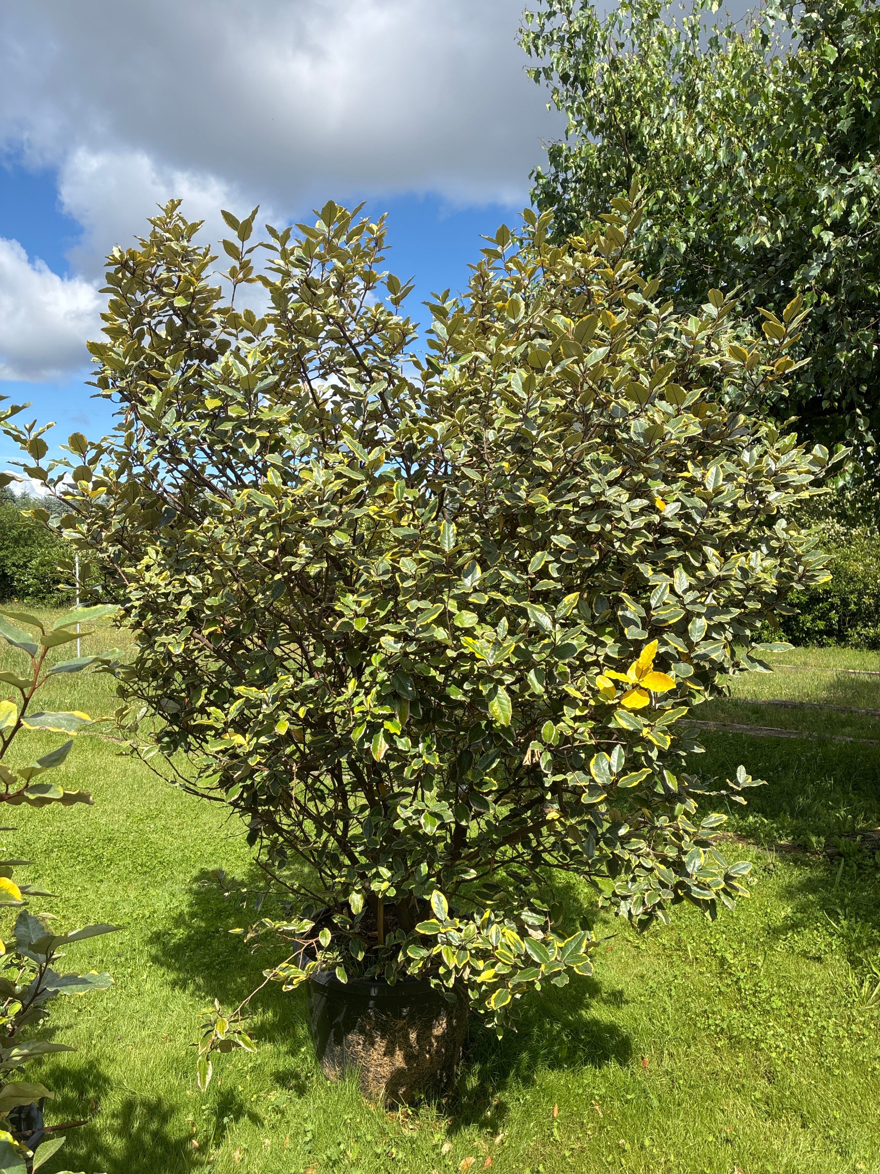 Immergrüne Ölweide 'Viveleg' / Elaeagnus x ebbingei 'Viveleg'