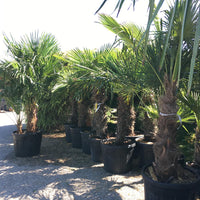 Besuch in der Baumschule - Termin buchen | Pflanzenauswahl & Beratung