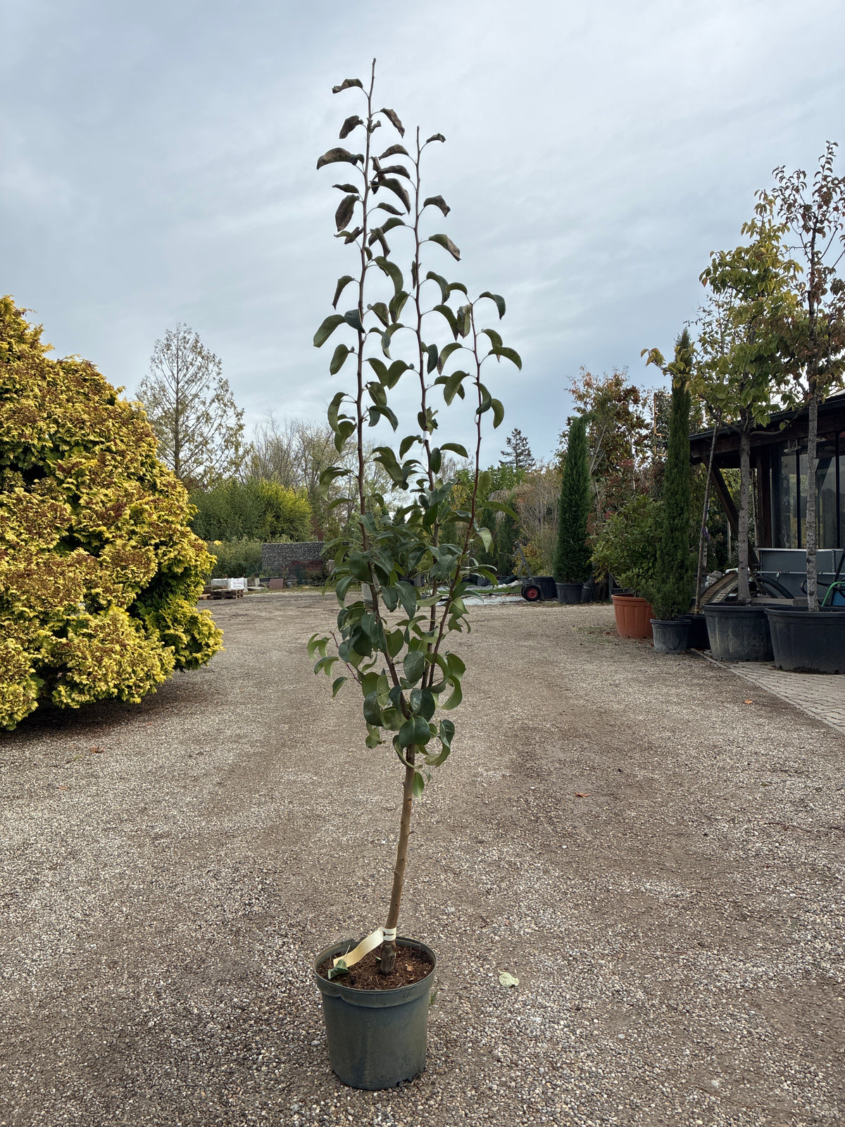 Herbstbirne 'Gellerts Butterbirne' / Pyrus communis 'Gellerts Butterbirne'