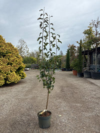 Herbstbirne 'Gellerts Butterbirne' / Pyrus communis 'Gellerts Butterbirne'