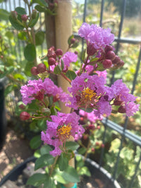 Kräuselmyrte 'Superviolacea' / Lagerstroemia indica 'Superviolacea'