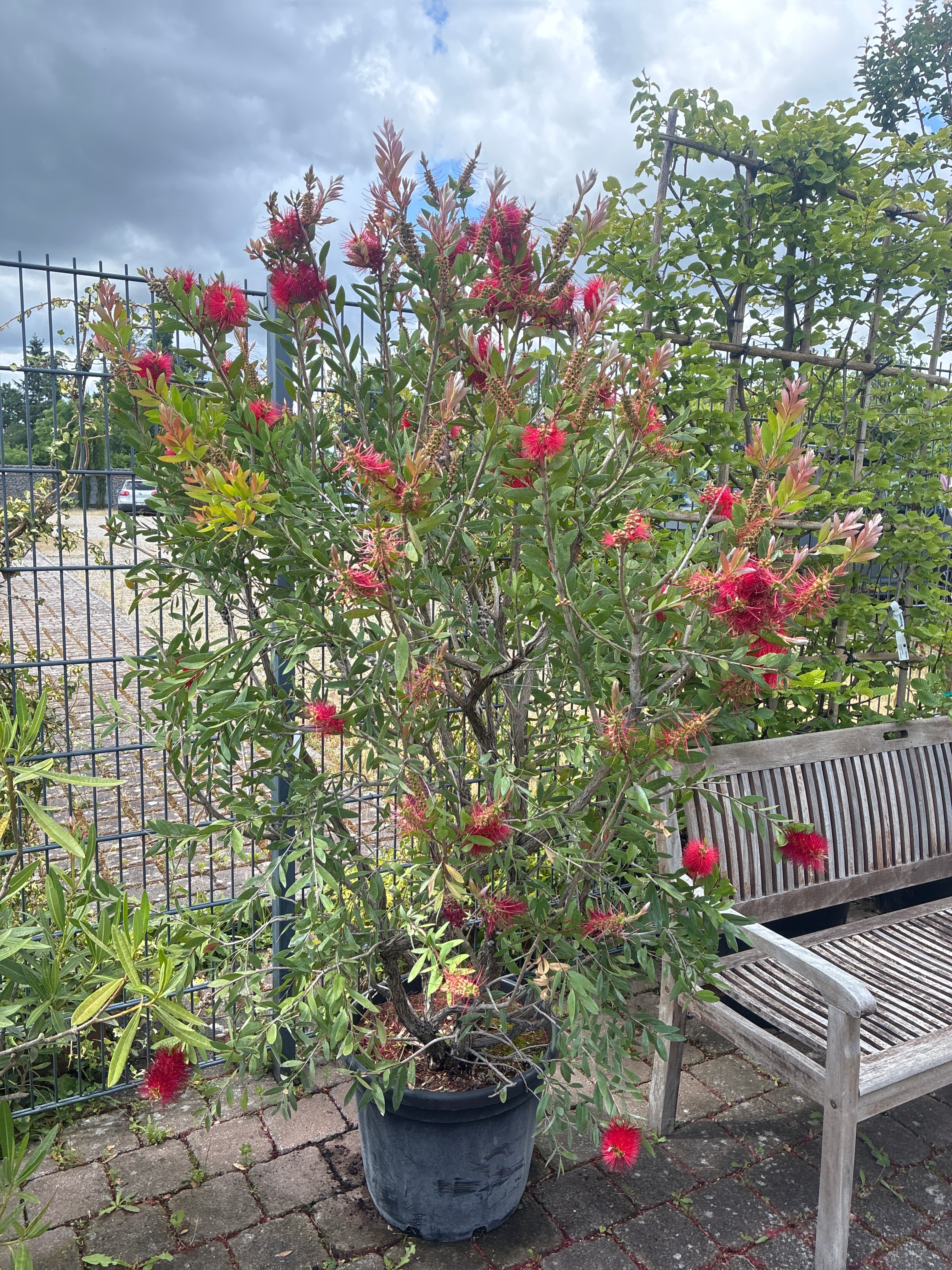 Zylinderputzer / Callistemon laevis