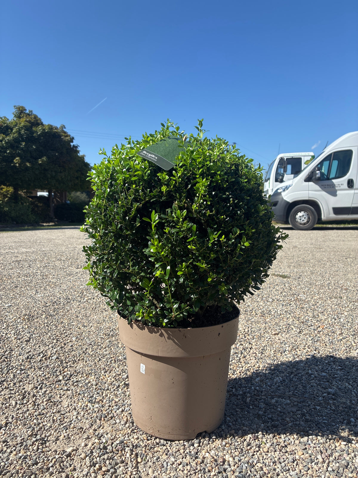 Berg-Ilex /  Ilex crenata 'stokes'