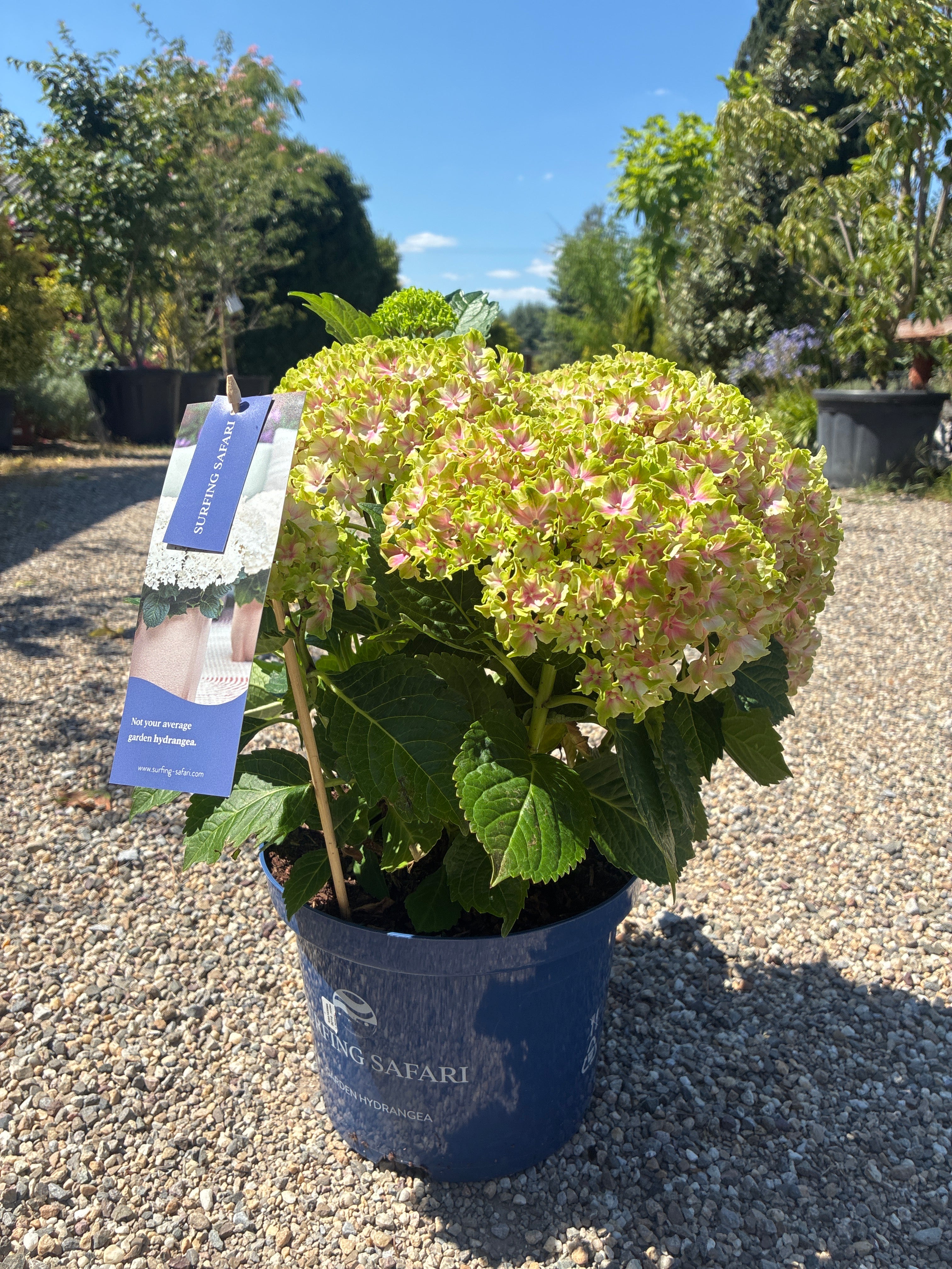 Bauernhortensie / Hydrangea macrophylla 'Surfin Safari'®