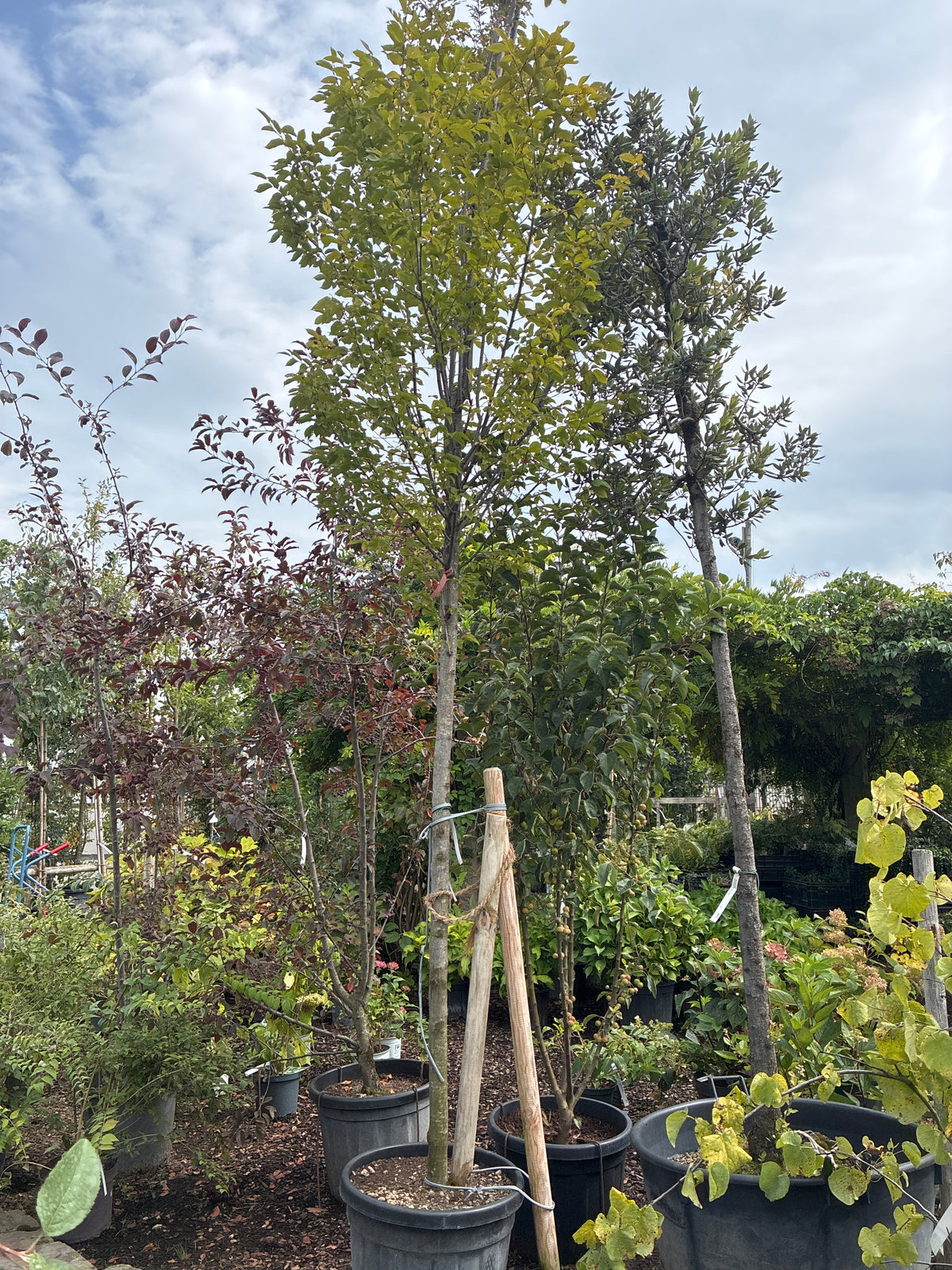Pyramiden-Hainbuche 'Fastigiata' / Carpinus betulus 'Fastigiata'