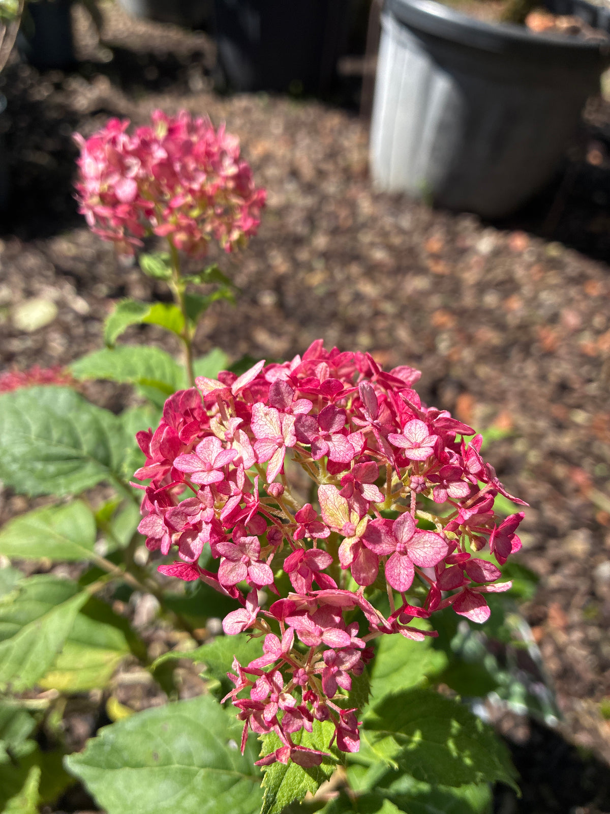 Ballhortensie / Hydrangea arborescens 'Pink Annabelle'®