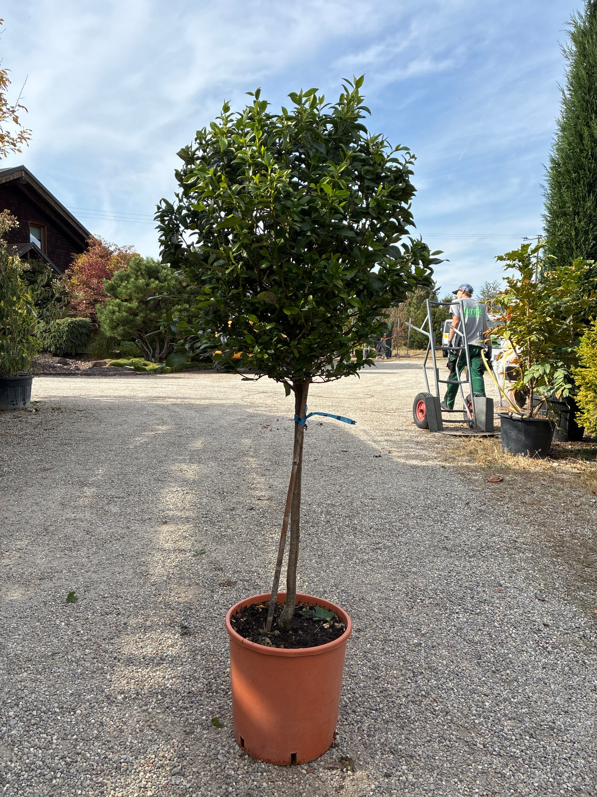 Lorbeer-Schneeball 'Eve Price' / Viburnum tinus 'Eve Price'