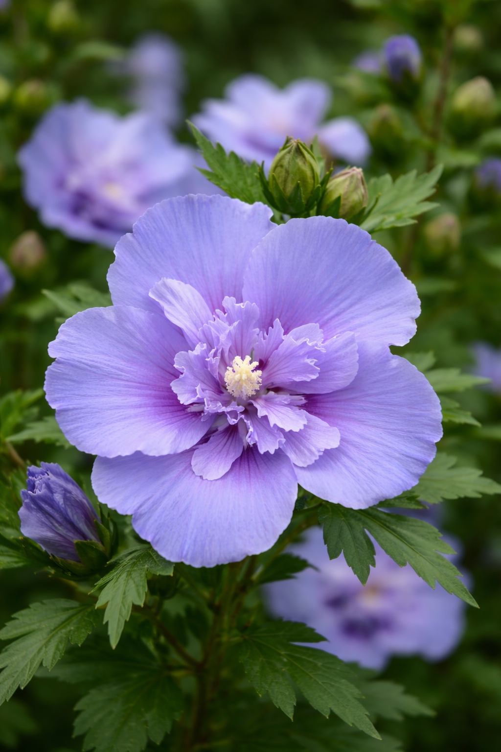 Garteneibisch 'Blue Chiffon'® / Hibiscus syriacus 'Blue Chiffon'®