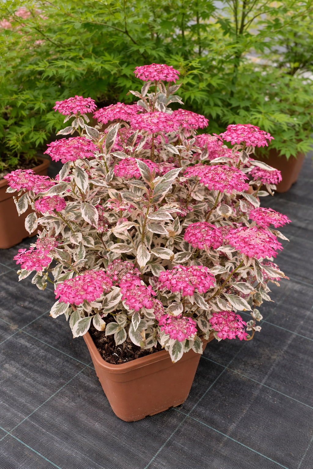 Gartenhortensie 'Euphoria Pink' / Hydrangea serrata 'Euphoria Pink'