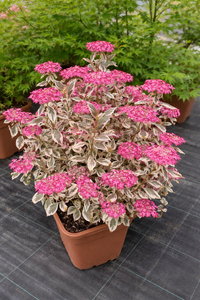 Gartenhortensie 'Euphoria Pink' / Hydrangea serrata 'Euphoria Pink'