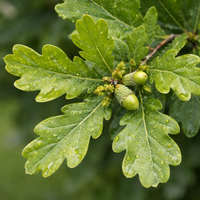 Säuleneiche / Quercus robur 'Fastigiata'