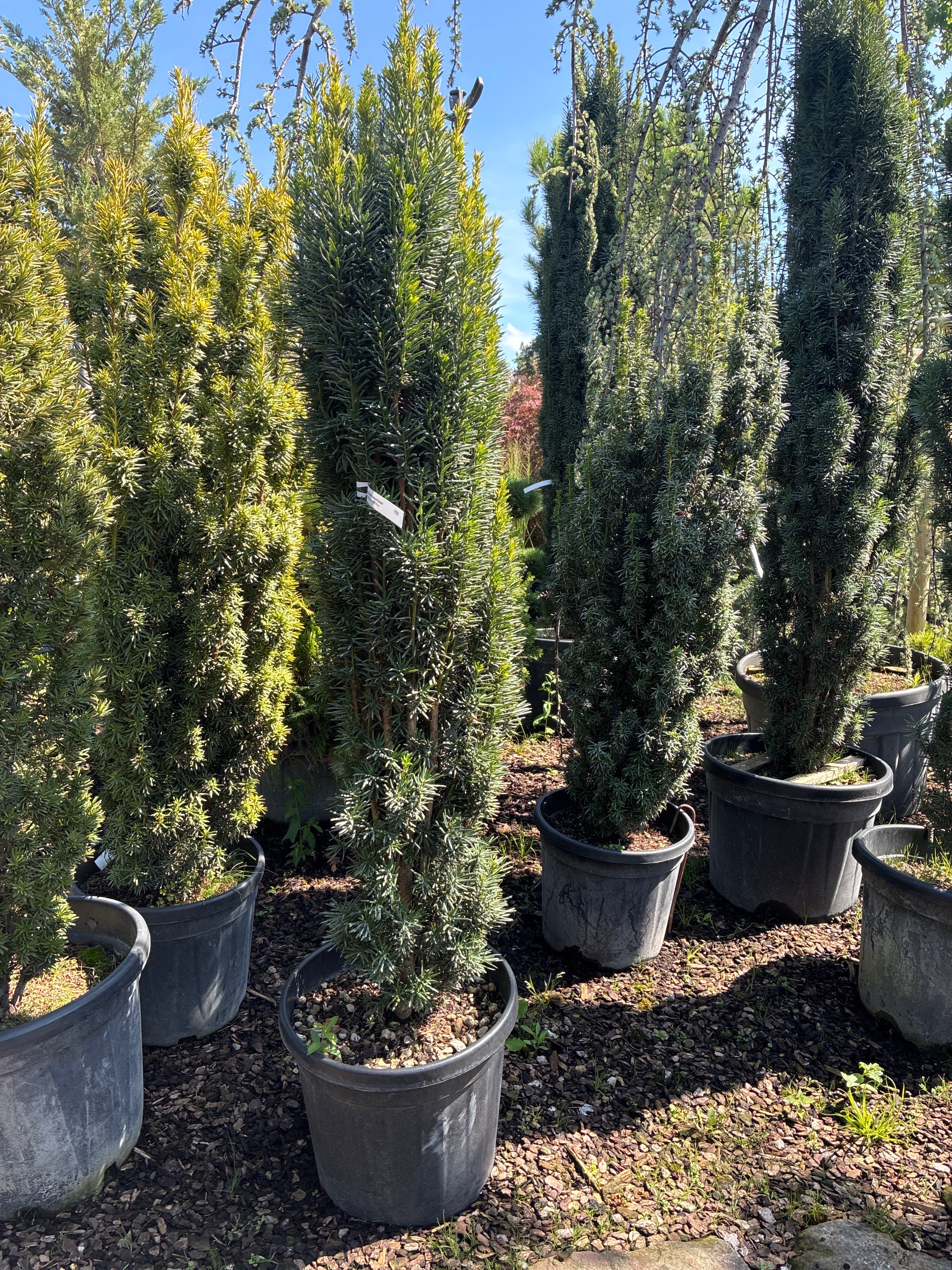 Schmale Säuleneibe 'Fastigiata Robusta' / Taxus baccata 'Fastigiata Robusta'