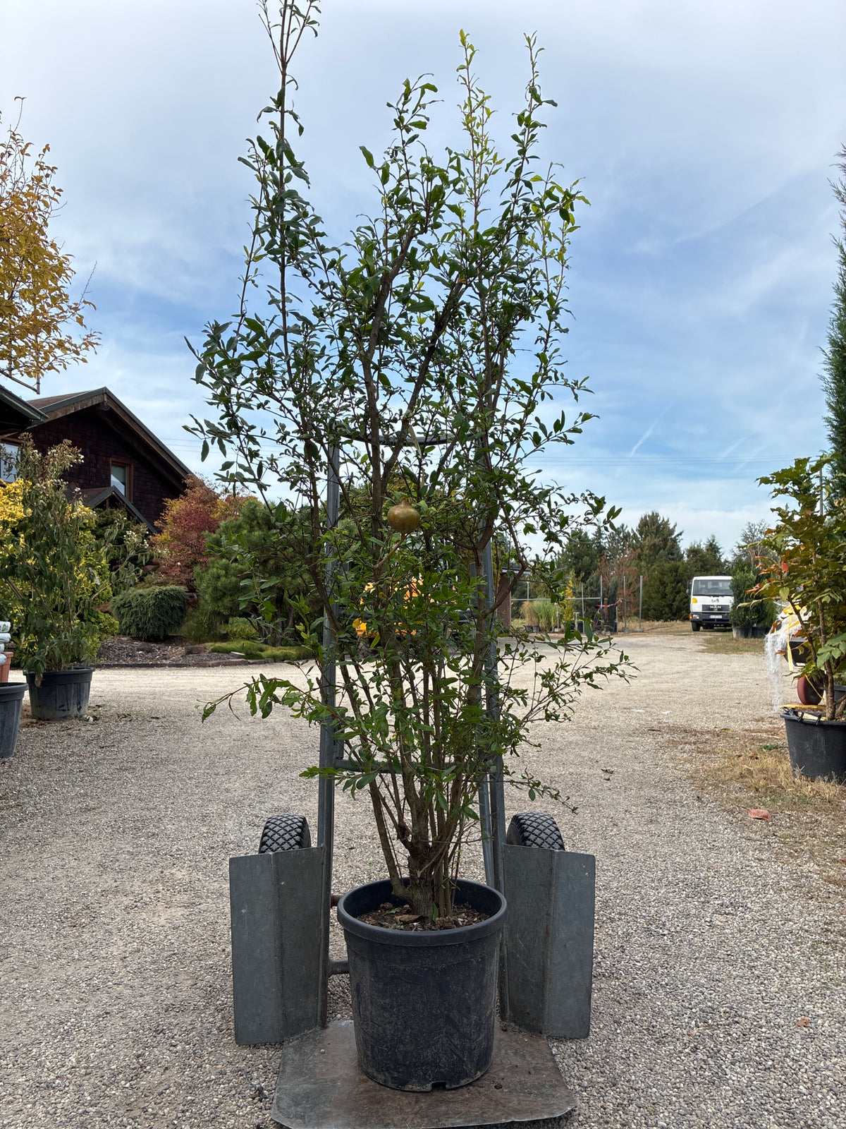 Granatapfel / Punica granatum