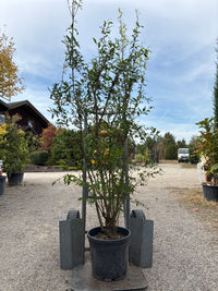 Granatapfel / Punica granatum