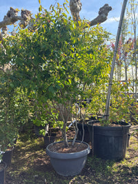 Kupfer-Felsenbirne / Amelanchier lamarckii