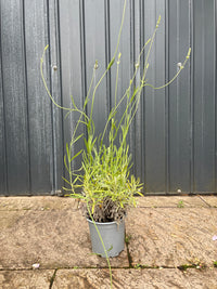Echter Lavendel / Lavandula angustifolia