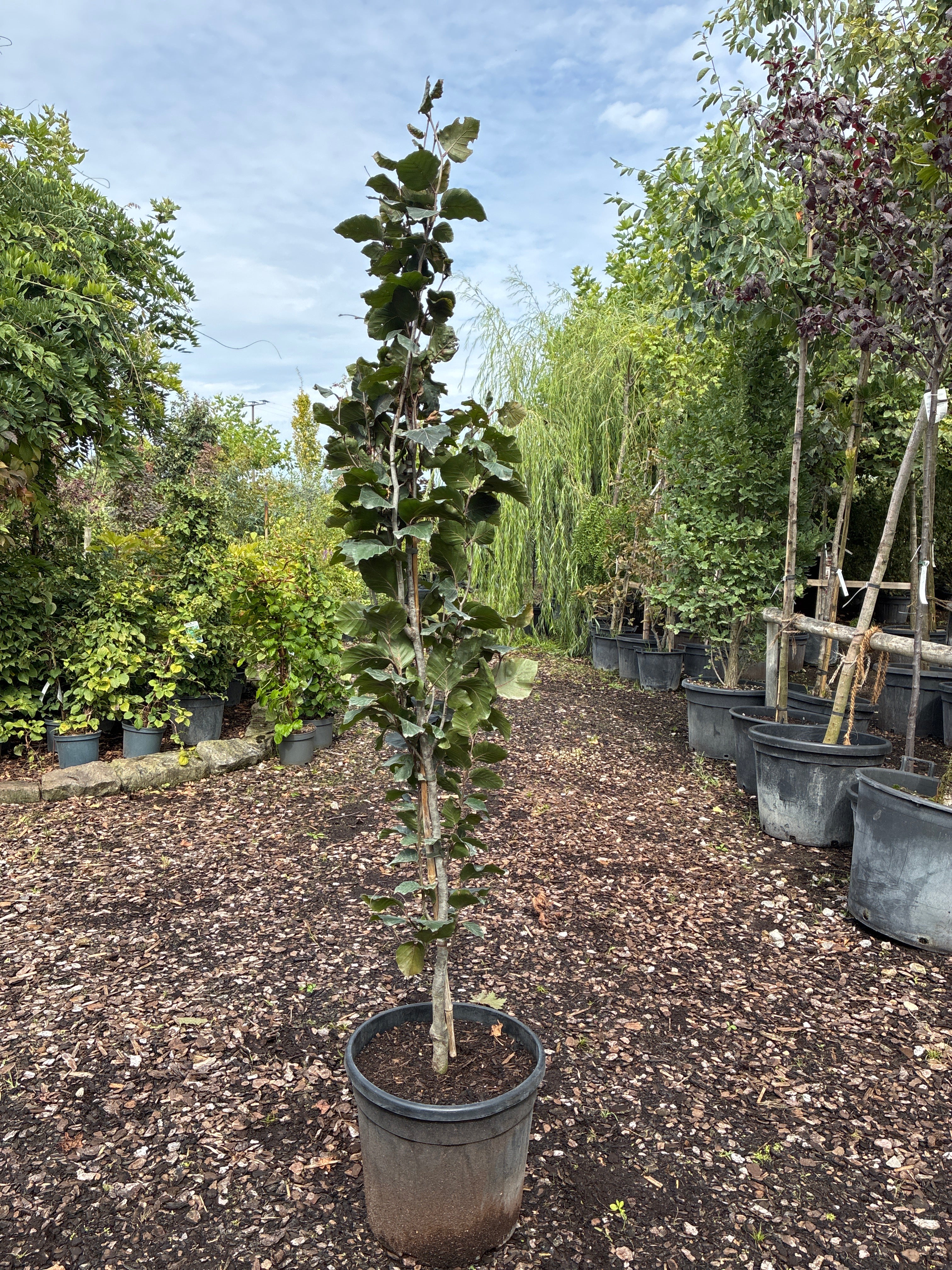 Blutbuche 'Atropunicea' / Fagus sylvatica 'Atropunicea'
