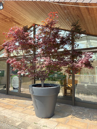Fächerahorn 'Bloodgood' / Acer palmatum 'Bloodgood'