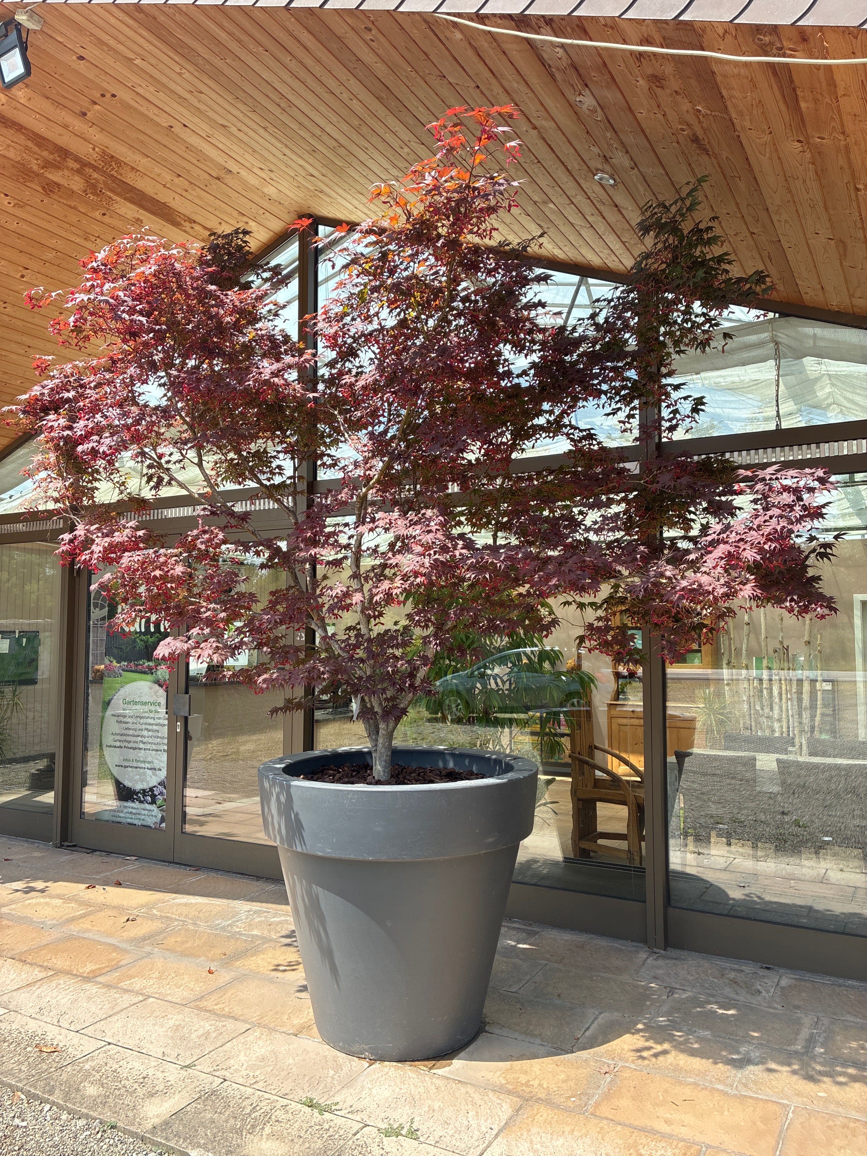 Fächerahorn 'Bloodgood' / Acer palmatum 'Bloodgood'