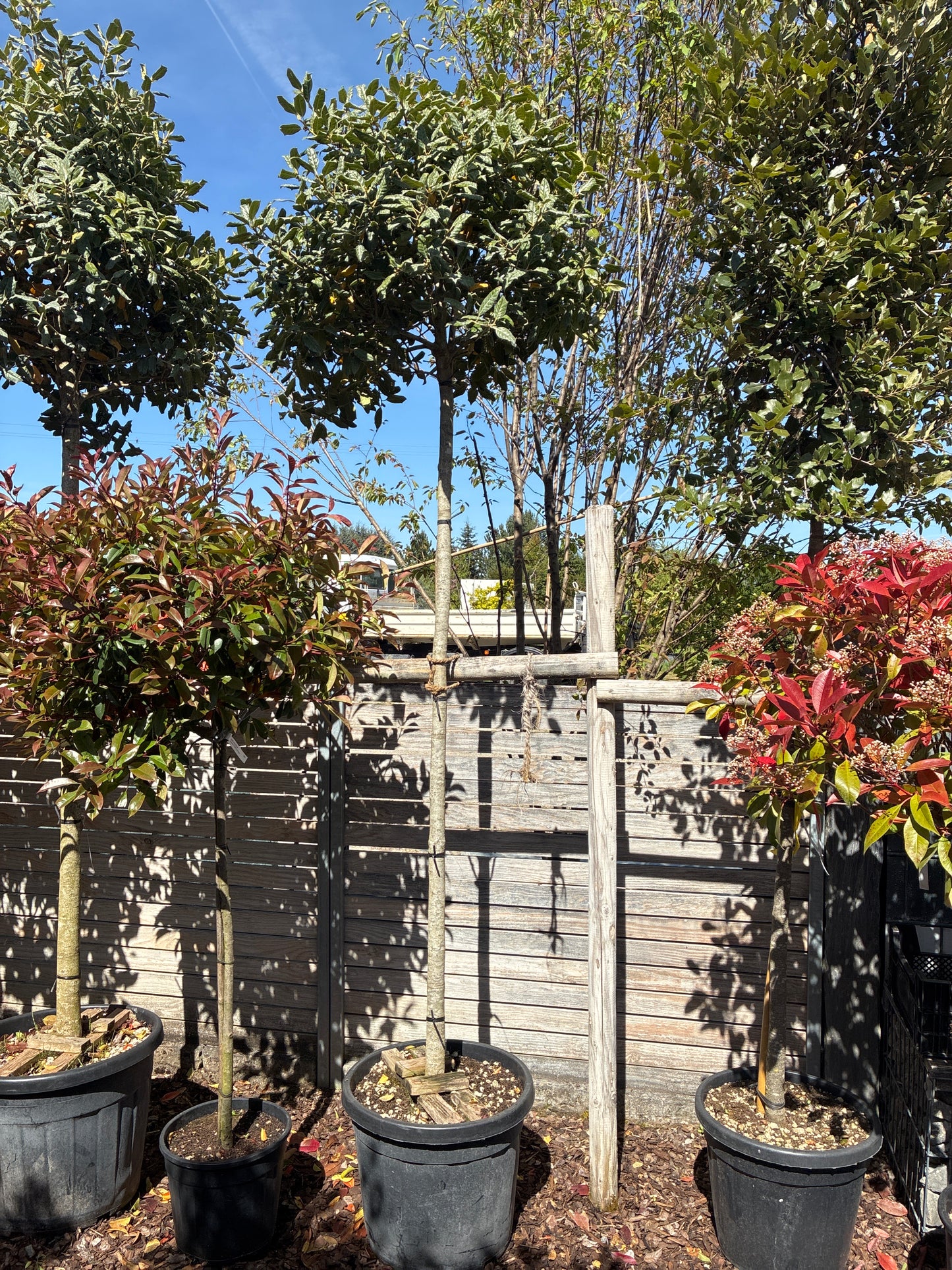 Stechpalme 'Nellie R.Stevens' / Ilex mutchagara 'Nellie R. Stevens'