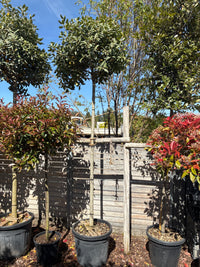 Stechpalme 'Nellie R.Stevens' / Ilex mutchagara 'Nellie R. Stevens'