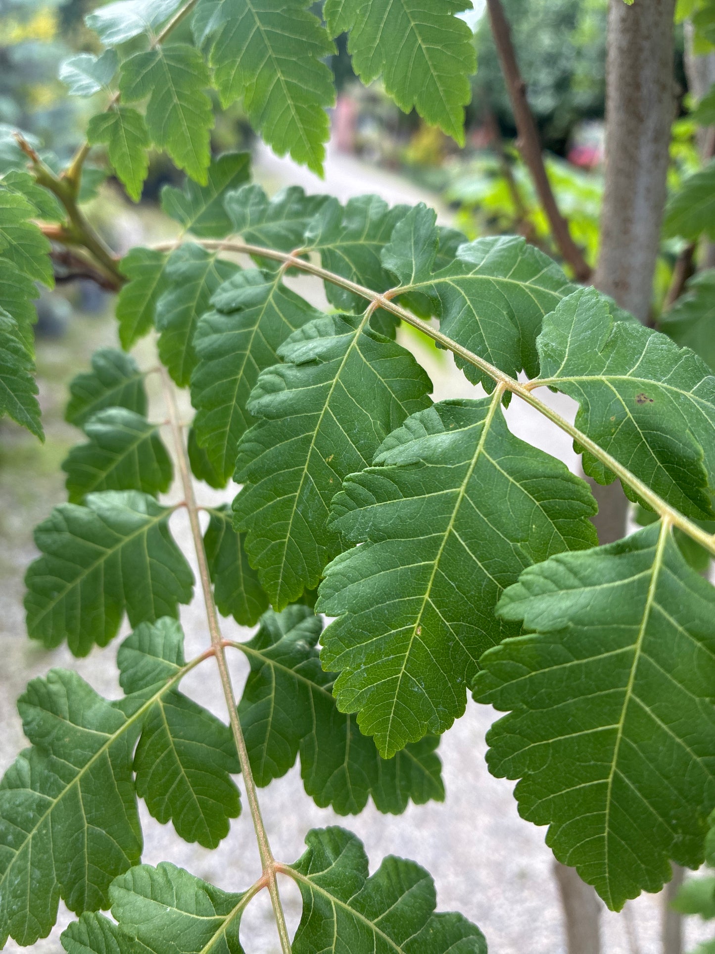 Blasenesche / Koelreuteria paniculata
