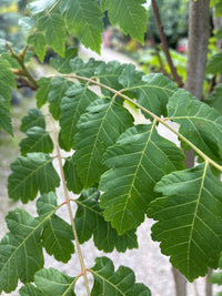 Blasenesche / Koelreuteria paniculata