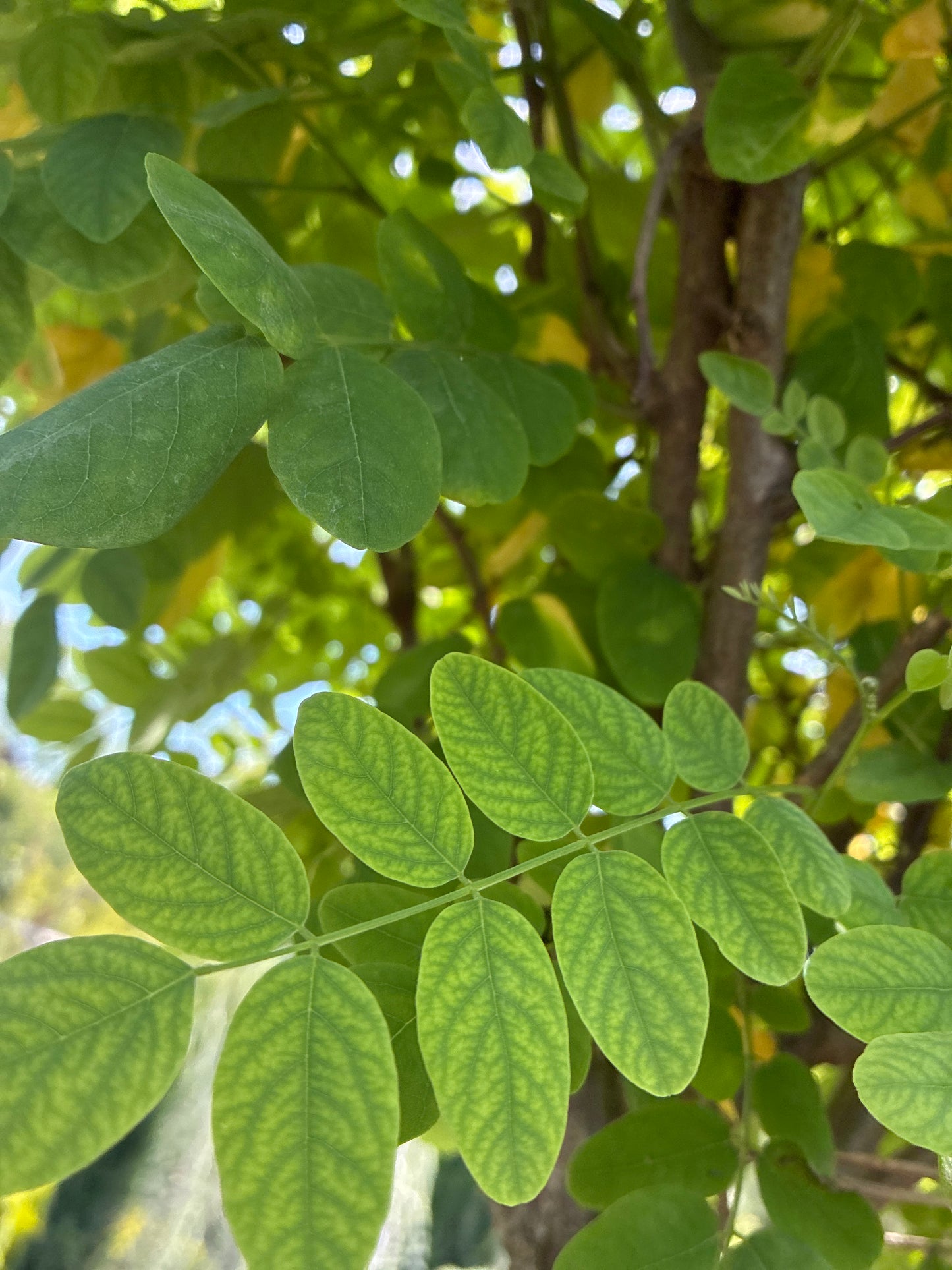 Kugelakazie 'Umbraculifera' / Robinia pseudoacacia 'Umbraculifera'