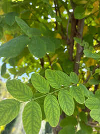Kugelakazie 'Umbraculifera' / Robinia pseudoacacia 'Umbraculifera'