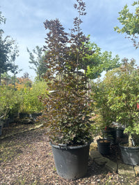 Spitzahorn 'Crimson Sentry' / Acer platanoides 'Crimson Sentry'