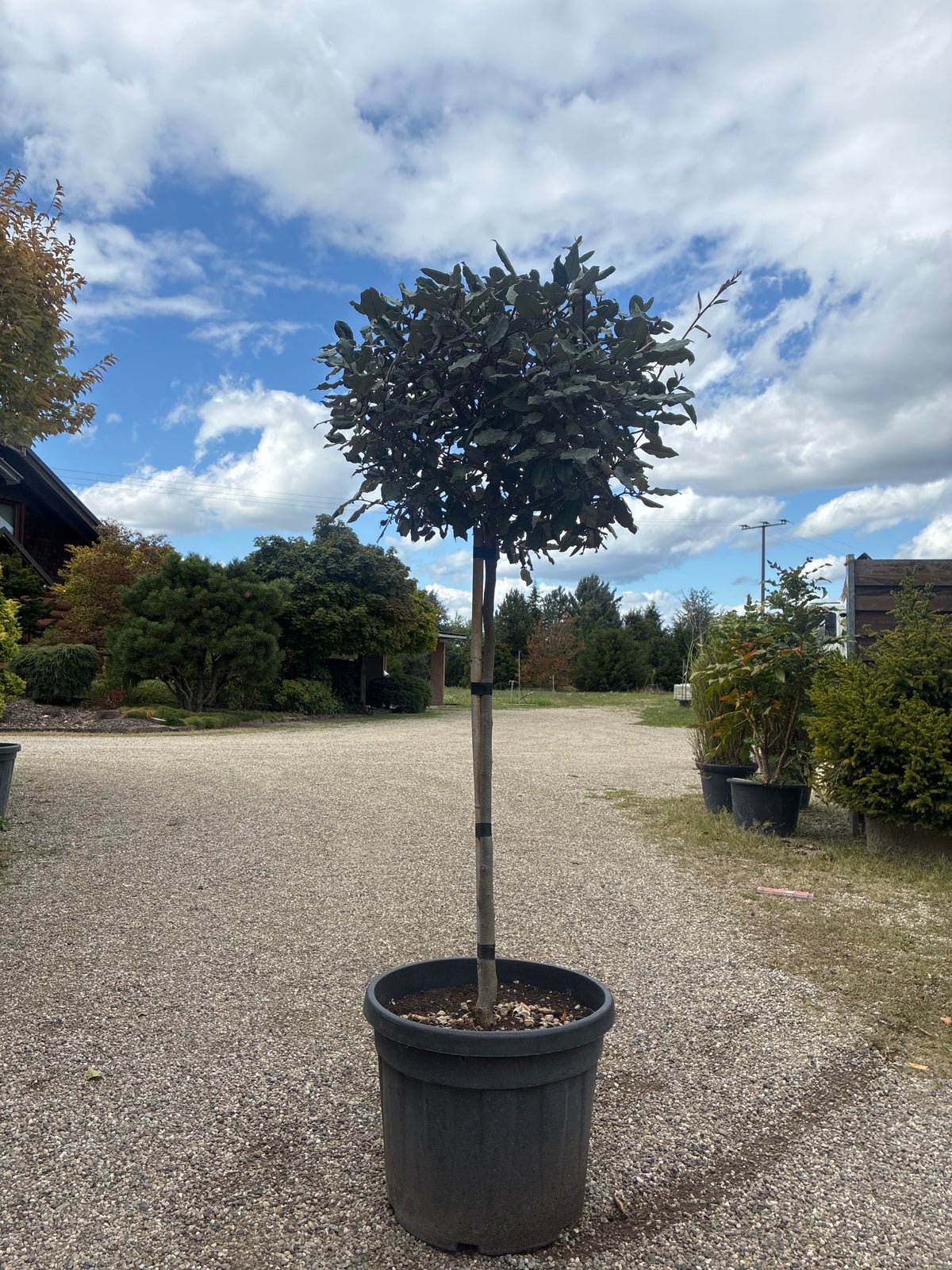 Wintergrüne Ölweide / Elaeagnus x ebbingei, stamm