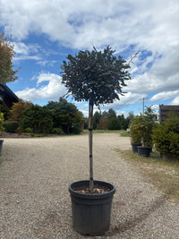 Wintergrüne Ölweide / Elaeagnus x ebbingei, stamm
