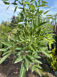 Hängender Schnurbaum 'Pendula' / Sophora japonica 'Pendula'