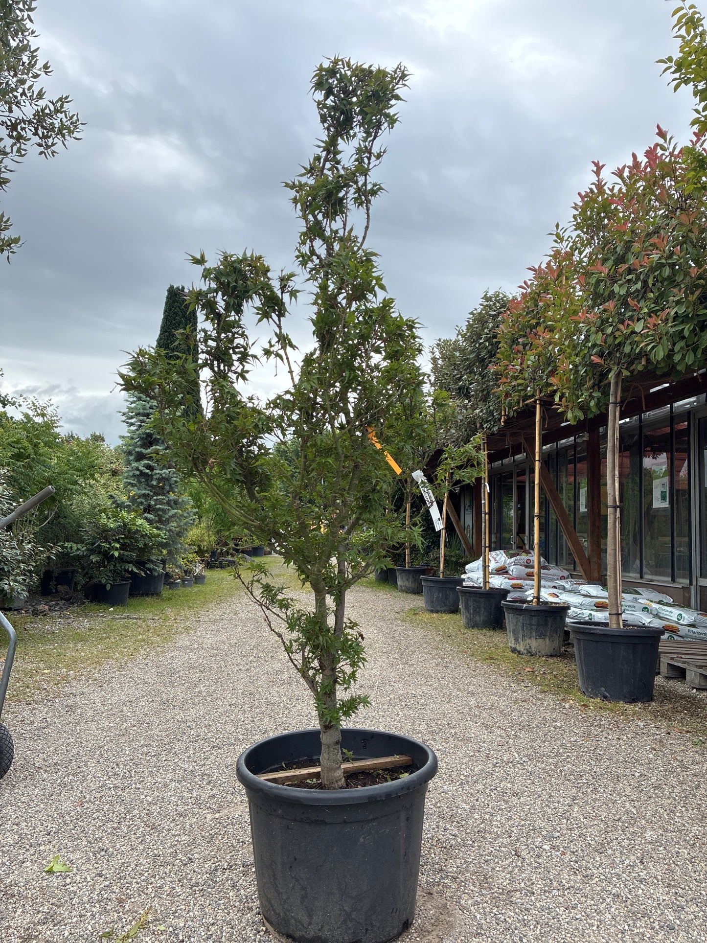 Fächerahorn 'Taro Yama' / Acer palmatum 'Taro Yama'