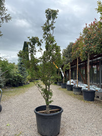 Fächerahorn 'Taro Yama' / Acer palmatum 'Taro Yama'